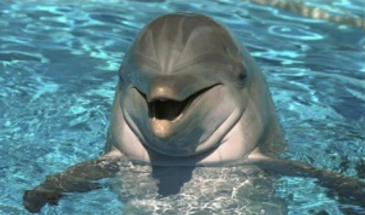 delfince fin