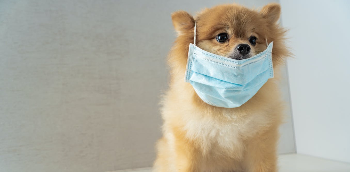  Италија пријавен првиот случај на куче заразено со Ковид 19