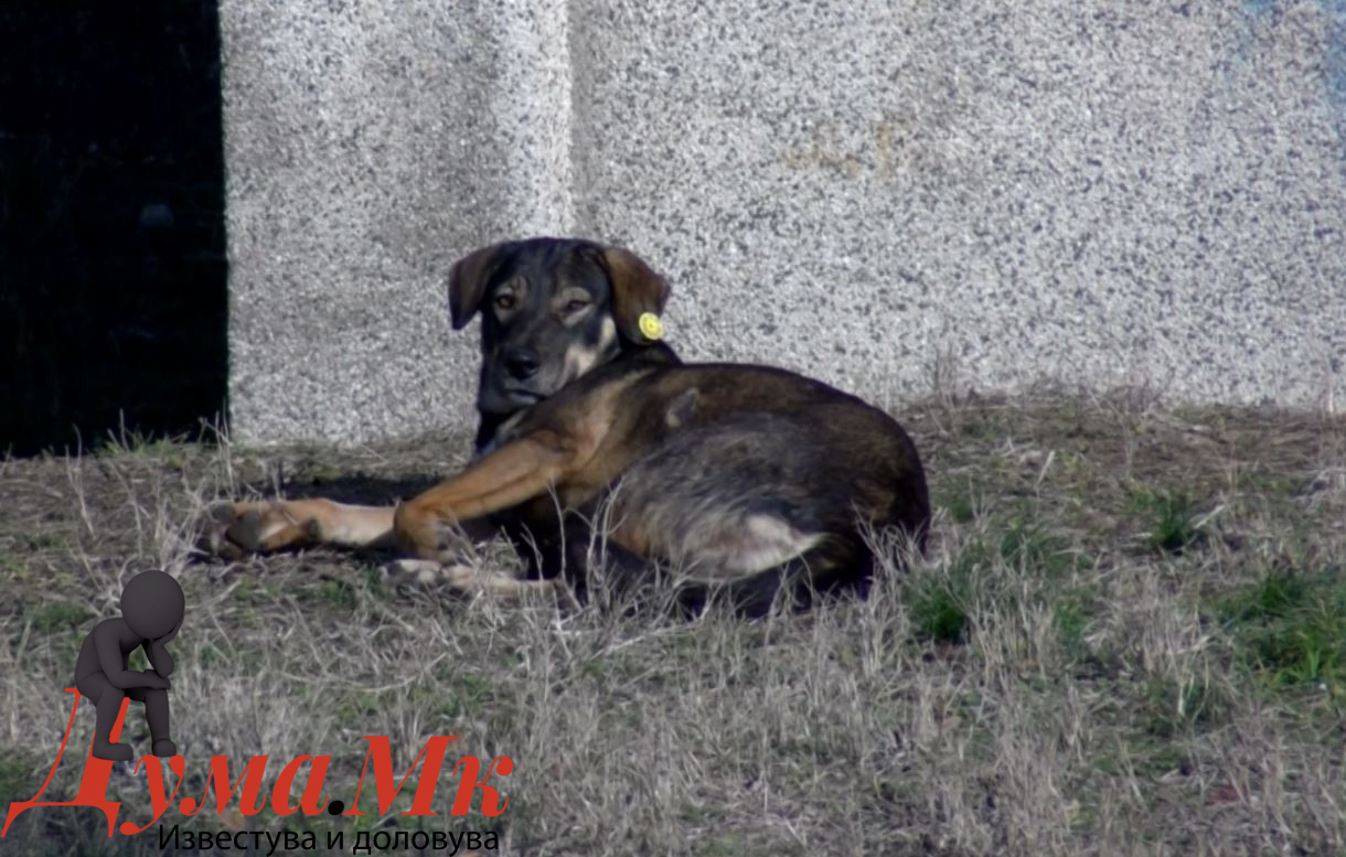 Две каснувања од бездомни кучиња во Велес