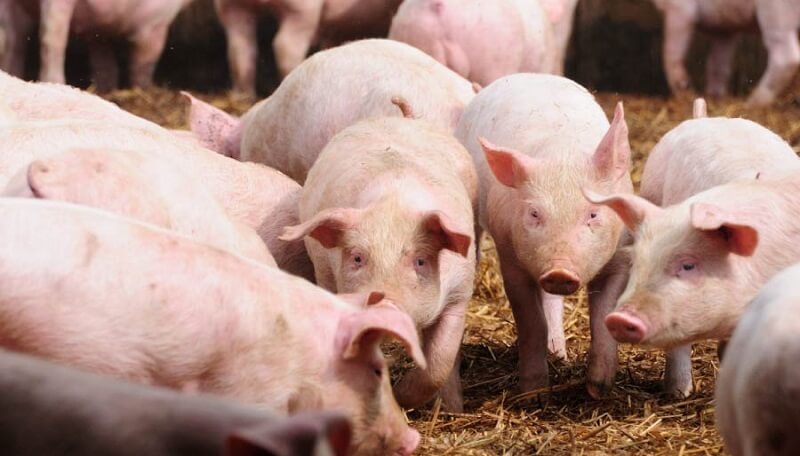 Црна Гора го забрани увозот на домашни и диви свињи од Македонија