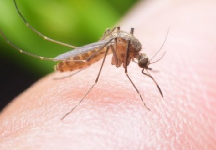 Комарците бегаат од овие билки: Засадете ги дома и нема да ги има