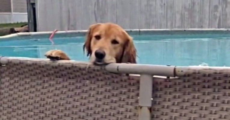 Куче плива во базен, а неговата реакција кога сопственичката го предупредува е урнебесна (видео)