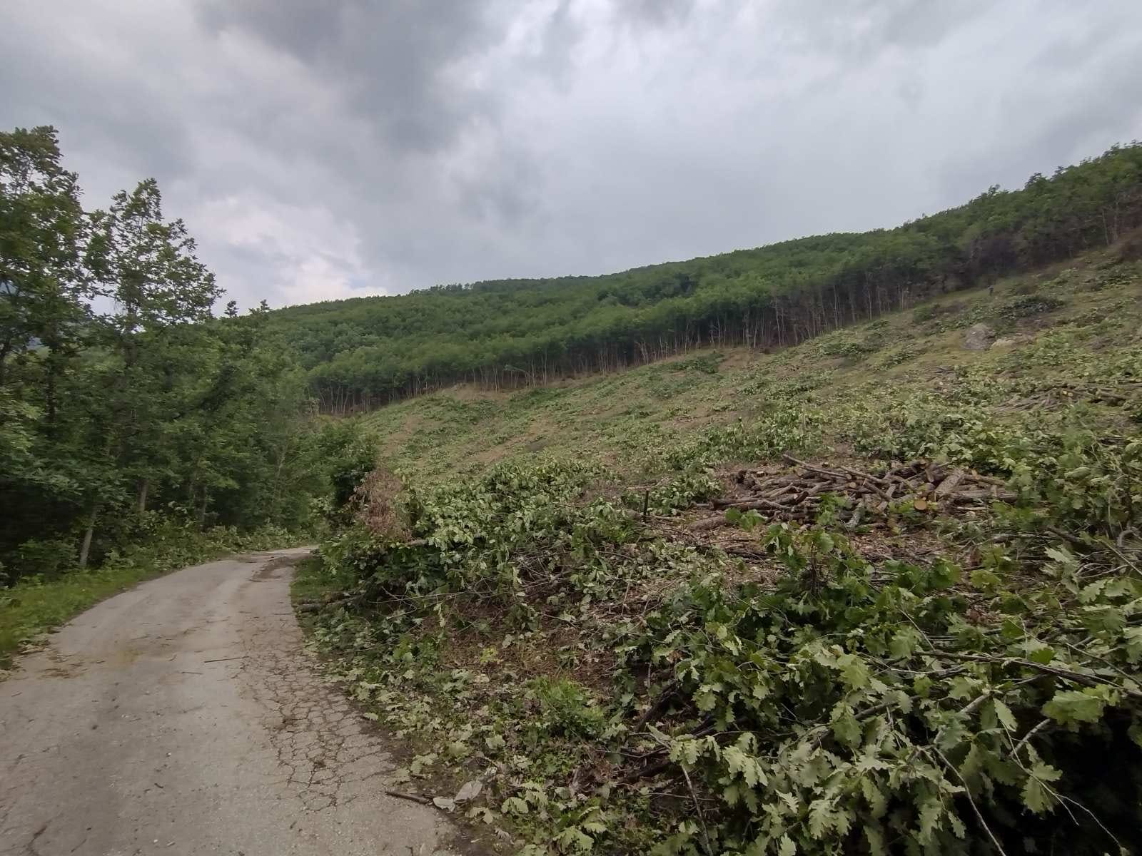 Нова „чиста сеча“ на Јакупица, пред село Папрадиште, од Национални шуми ветија став!