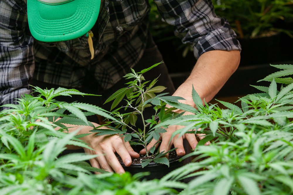 Тајланд го легализира одгледувањето марихуана, владата поклонува садници