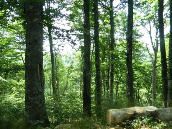 Воведување делумна забрана за движење во шуми, казни до 2000 евра