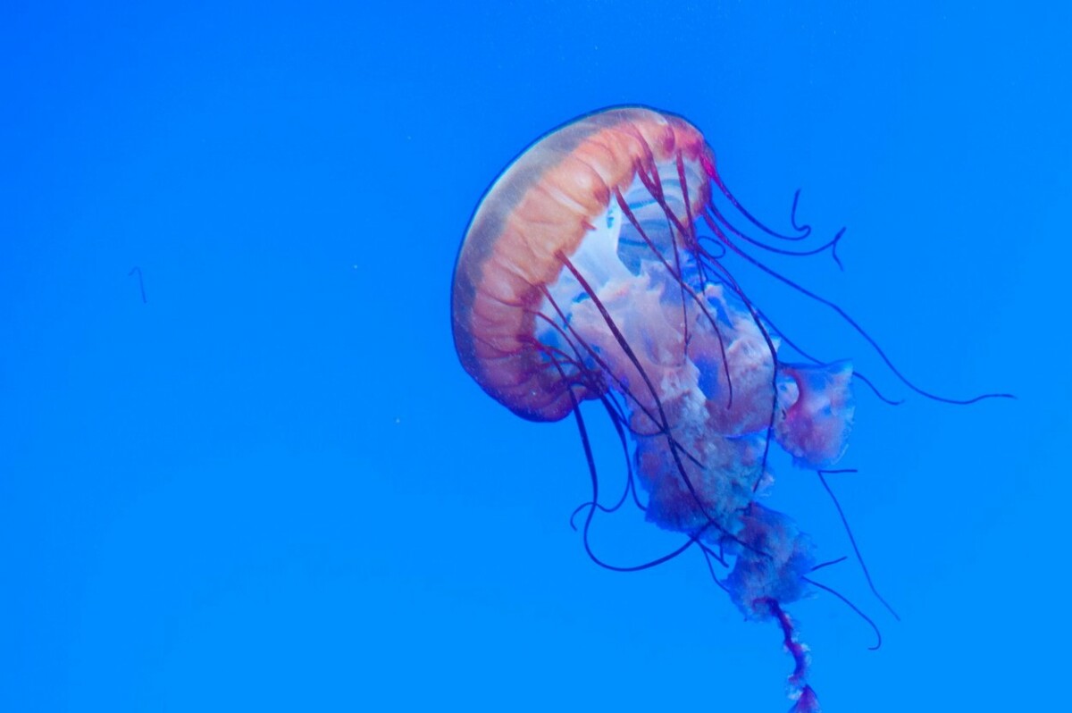 Грчкиот туризам се соочува со нов проблем: Забележани опасни медузи во морињата