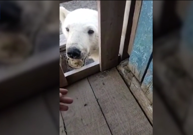 Неверојатна акција на руски ветеринари: Патувале 4 часа за да помогнат на поларна мечка (видео)