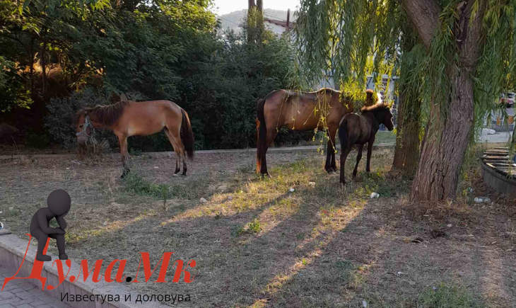 Законски не може да се казни коњопас и загадување на животната средина  иако велешани ги вознемируваат коњи на несовесни сограѓани