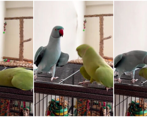 Папагали танцуваат и се бакнуваат: Прекрасна „кореографија“ која ќе ве воодушеви (видео)