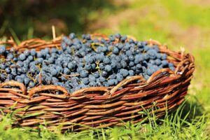 Владата усвои: Дополнителни 2 денари по килограм за предадено грозје во преработувачки капацитет