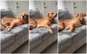 Драматична реакција на куче бидејќи не го добило тоа што го сака (видео)