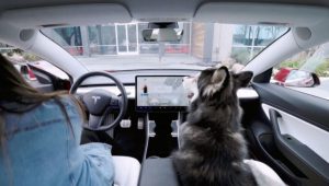 Британско истражување: Кучињата се порелаксирани кога патуваат во електричен автомобил