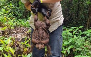 Пронајдена џиновска жаба во Австралија, веројатно најголемата во светот
