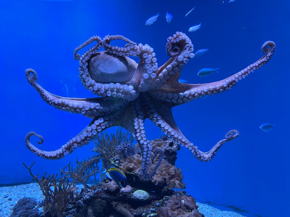 Фасцинантна снимка на научниците: Снимиле октопод во моментот кога се буди од кошмар (видео)