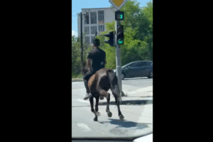Насловна