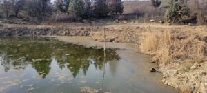 Повторно се појави мртвата растителна маса на површината на езеро „Младост“ (видео и фото) EzeroMladost4